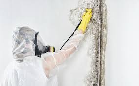 Best Mold Remediation for Vacation Homes  in Castlewood, VA